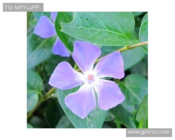 我的校园男神是足球场上的王者,校草与明星的双重魅力引爆青春热血 我的校园男神是足球场上的王者,校草与明星的双重魅力引爆青春热血